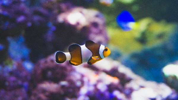 Learn From The Fish
