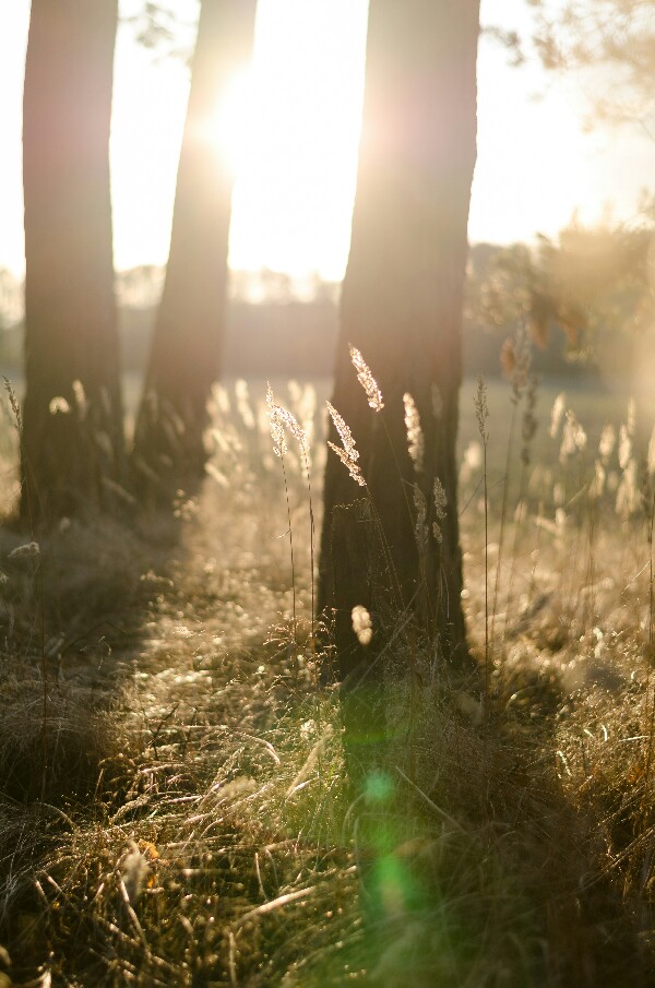 Let There Be Light