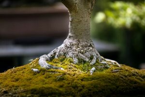 Stay Rooted